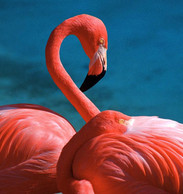 Салон красоты ФЛАМИНГО Салон красоты ФЛАМИНГО